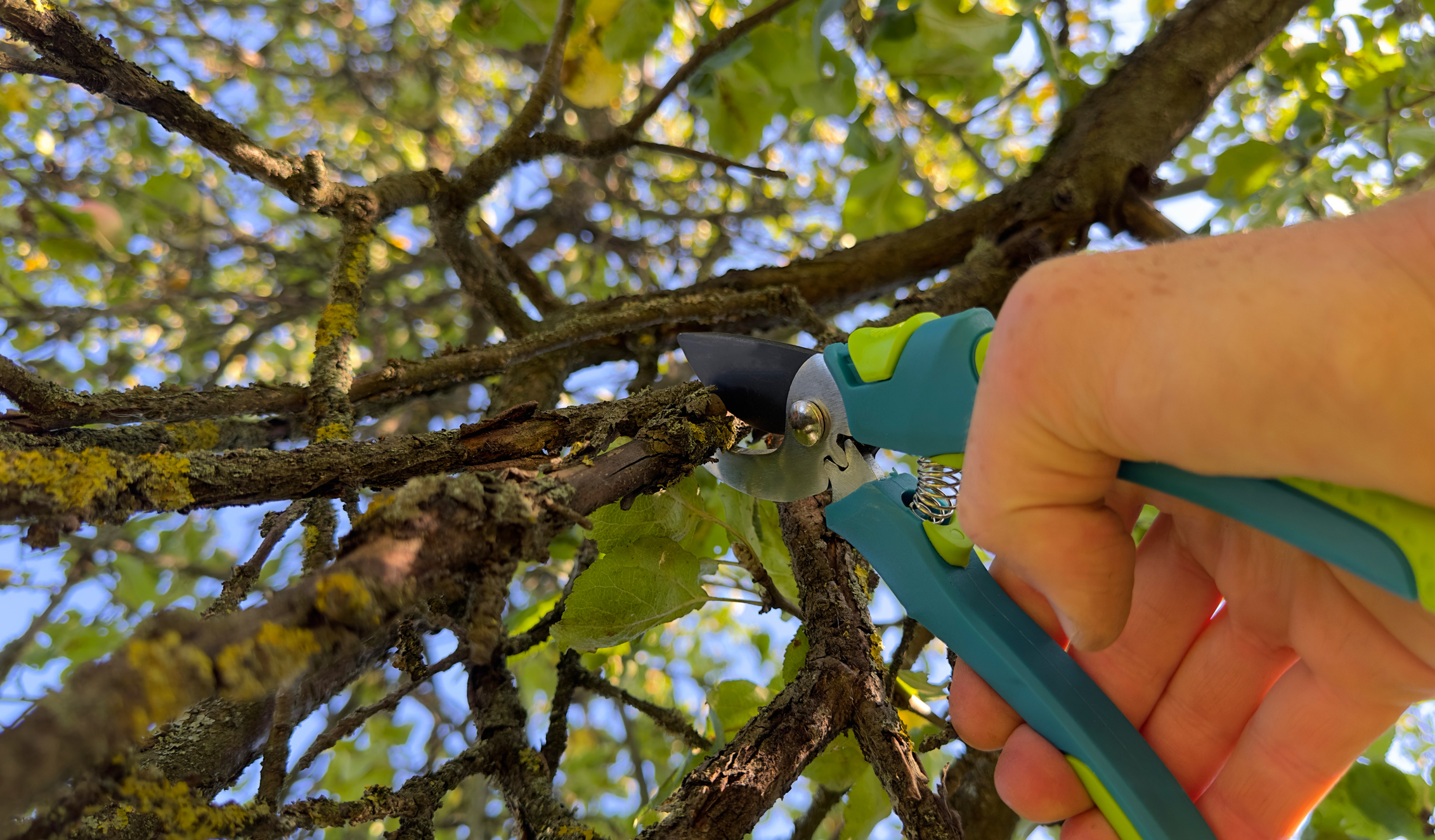 Tree Trimming for Fruit Trees: Maximizing Yield and Health