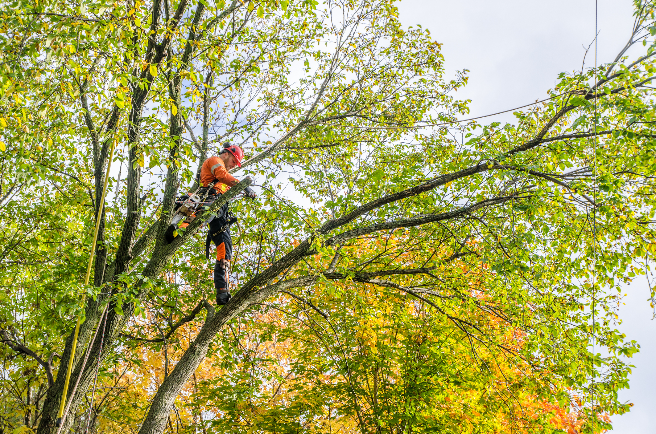 tree trimming in Altoona WI