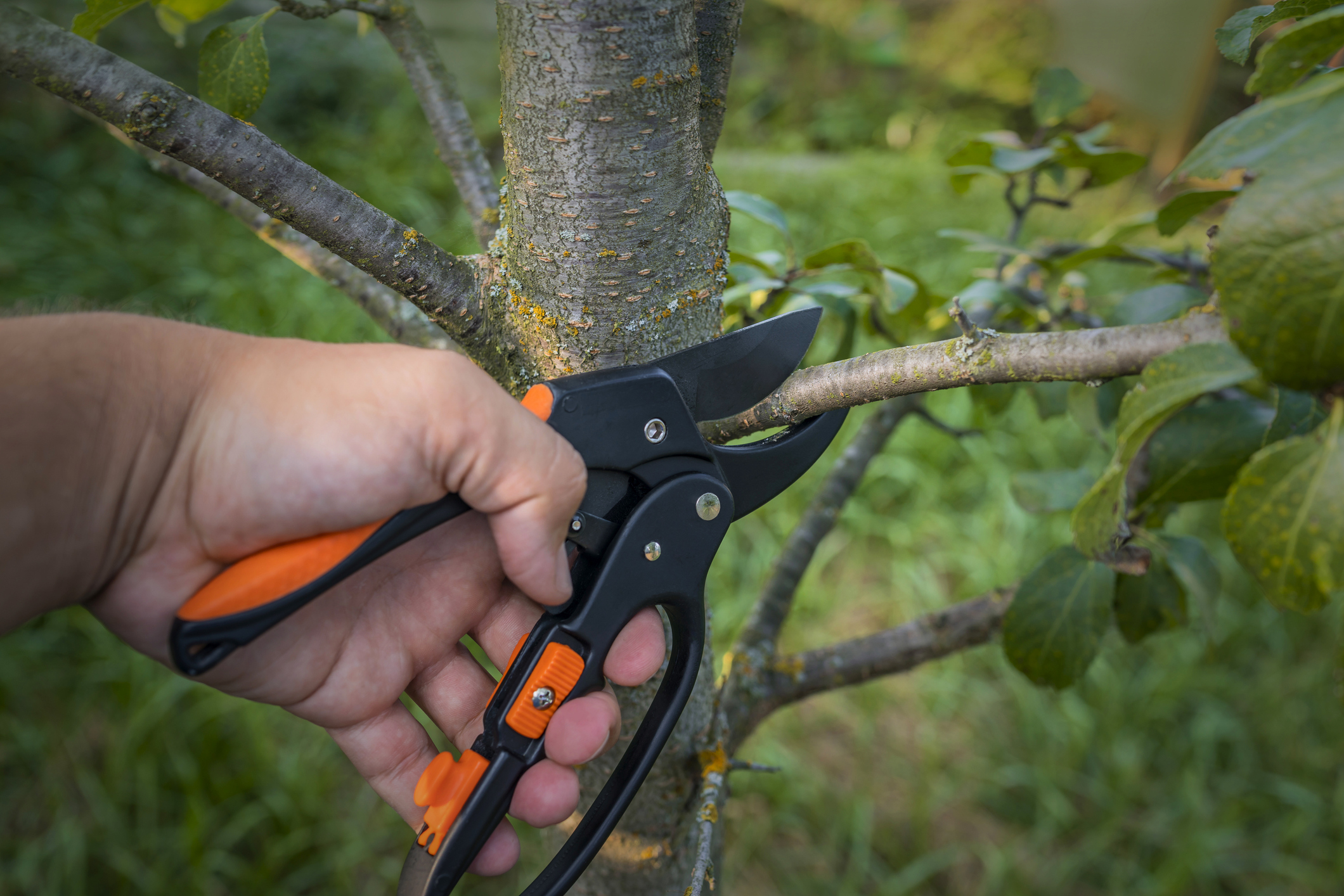 tree trimming in Altoona WI