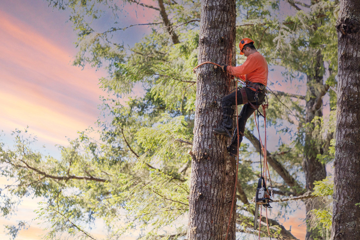 tree trimming in Altoona WI