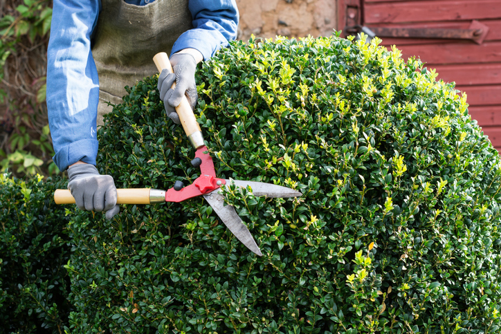 Signs It’s Time to Schedule Professional Tree Trimming