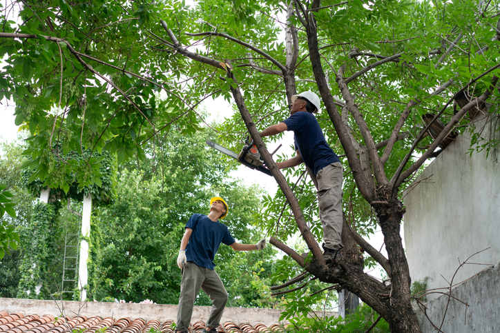 How Proper Tree Trimming Enhances the Longevity of Mature Trees